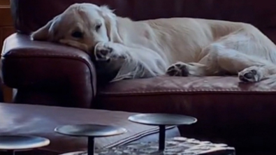 Illustration : Quand Franklin, le Golden Retriever, fait les yeux doux &agrave; sa ma&icirc;tresse, afin d&rsquo;obtenir ce qu&rsquo;il souhaite avant de faire la sieste (vid&eacute;o)