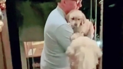 Illustration : La joie attendrissante de Finn le Golden Retriever, lorsqu&rsquo;il rencontre pour la premi&egrave;re fois son petit fr&egrave;re et sa petite s&oelig;ur (vid&eacute;o)