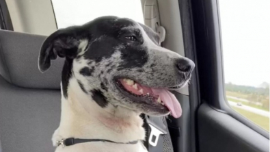 Illustration : Quand Blu, le chien errant, change le cours d&rsquo;un week-end d&rsquo;anniversaire surprise bien planifi&eacute; 