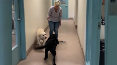 Illustration : 2 Labradors inséparables sautent de joie en découvrant leur nouvelle famille (vidéo)