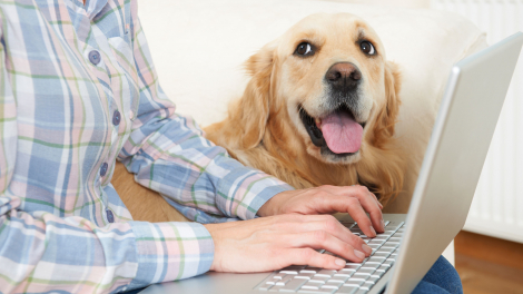 Illustration : Choisir une mutuelle santé pour son chien, Animols vous aide à comparer les offres