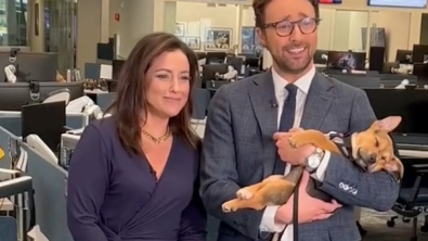 Illustration : En plein direct, un chiot s’endort paisiblement dans les bras d’un journaliste (vidéo)