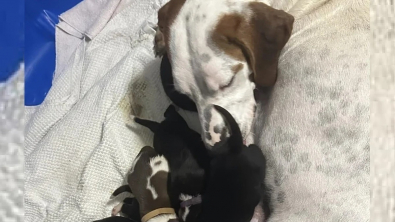 Illustration : Une chienne abandonnée donne naissance à 18 chiots chez sa famille d’accueil