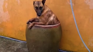 Illustration : "Un Malinois accablé par la chaleur trouve une solution originale pour se rafraîchir tout en s'amusant (vidéo) "
