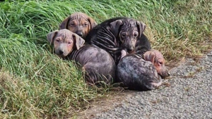 Illustration : "Alors qu'ils se rendaient au travail, des ouvriers s'arrêtent pour sauver des chiots abandonnés sur le bord de la route"