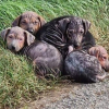 Illustration : Alors qu'ils se rendaient au travail, des ouvriers s'arrêtent pour sauver des chiots abandonnés sur le bord de la route