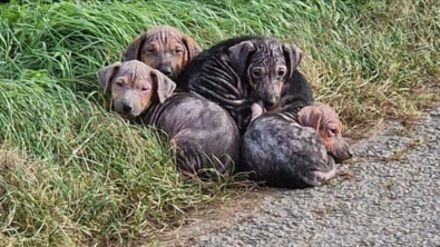 Illustration : Alors qu'ils se rendaient au travail, des ouvriers s'arrêtent pour sauver des chiots abandonnés sur le bord de la route
