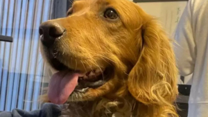 Illustration : "Ce Golden Retriever facétieux tente de débuter une carrière en course automobile au grand dam de son maître"