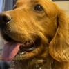 Illustration : "Ce Golden Retriever facétieux tente de débuter une carrière en course automobile au grand dam de son maître"