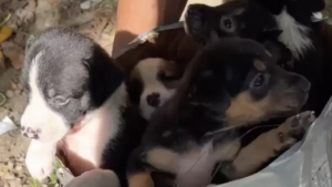 Illustration : "Abandonnés dans un carton à côté d’une poubelle, ces 5 chiots peuvent désormais goûter au bonheur d’avoir une famille"