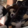 Illustration : Abandonnés dans un carton à côté d’une poubelle, ces 5 chiots peuvent désormais goûter au bonheur d’avoir une famille