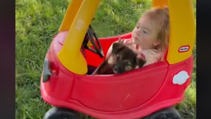 Illustration : "Cette petite fille de 4 ans noue une amitié incroyable avec 4 chiots abandonnés (vidéo)"