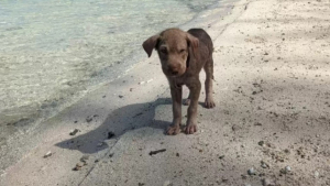 Illustration : "Abandonnée sur une plage, puis sauvée malgré son agressivité liée à la peur, cette chienne est désormais méconnaissable (vidéo)"