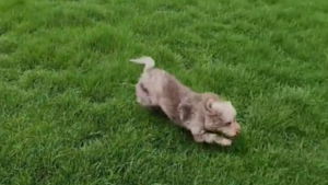 Illustration : "Un chiot qui a grandi en appartement découvre qu’il peut désormais s’amuser autant qu’il le souhaite dans son propre jardin (vidéo)"