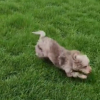 Illustration : "Un chiot qui a grandi en appartement découvre qu’il peut désormais s’amuser autant qu’il le souhaite dans son propre jardin (vidéo)"