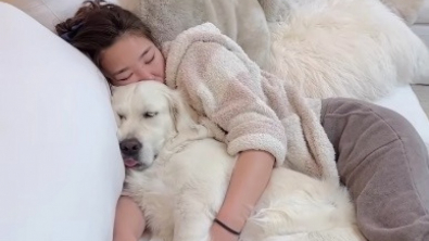 Illustration : Ce Golden Retriever passe de “toutou à papa” à “toutou à maman” lorsque sa maîtresse tombe enceinte, et c’est adorable (vidéo)