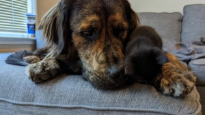 Illustration : "Avec ses 39 kilos d’amour, ce chien adopte instantanément le chaton que sa maîtresse a recueilli en famille d’accueil"