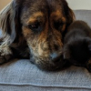Illustration : "Avec ses 39 kilos d’amour, ce chien adopte instantanément le chaton que sa maîtresse a recueilli en famille d’accueil"