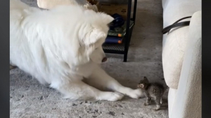 Illustration : "Cette chienne aimante devient la grande soeur adoptive d’un tout petit chaton (vidéo)"