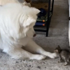 Illustration : Cette chienne aimante devient la grande soeur adoptive d’un tout petit chaton (vidéo)