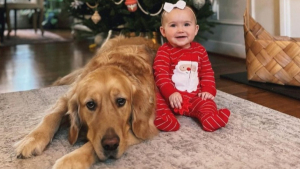 Illustration : "Ces 2 Golden Retriever deviennent les grands frères aimants d’un petit bébé"