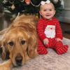 Illustration : Ces 2 Golden Retriever deviennent les grands frères aimants d’un petit bébé