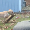 Illustration : Ce Labrador Retriever trouve un morceau de carton et joue avec comme un fou (vidéo)