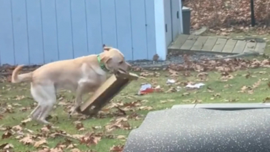 Illustration : "Ce Labrador Retriever trouve un morceau de carton et joue avec comme un fou (vidéo)"