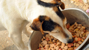 Illustration : "Choisir les bonnes croquettes pour son chien"