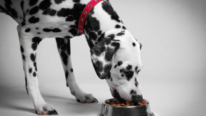 Illustration : "Choisir les bonnes croquettes pour un chien en surpoids"