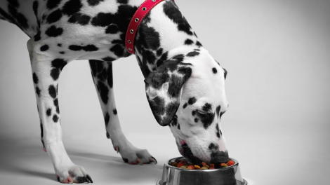 Illustration : Choisir les bonnes croquettes pour un chien en surpoids