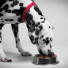 Illustration : "Choisir les bonnes croquettes pour un chien en surpoids"