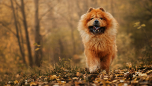 Illustration : "Balade en forêt : les 5 dangers de l'automne pour votre chien"