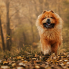 Illustration : "Balade en forêt : les 5 dangers de l'automne pour votre chien"