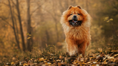 Illustration : "Balade en forêt : les 5 dangers de l'automne pour votre chien"